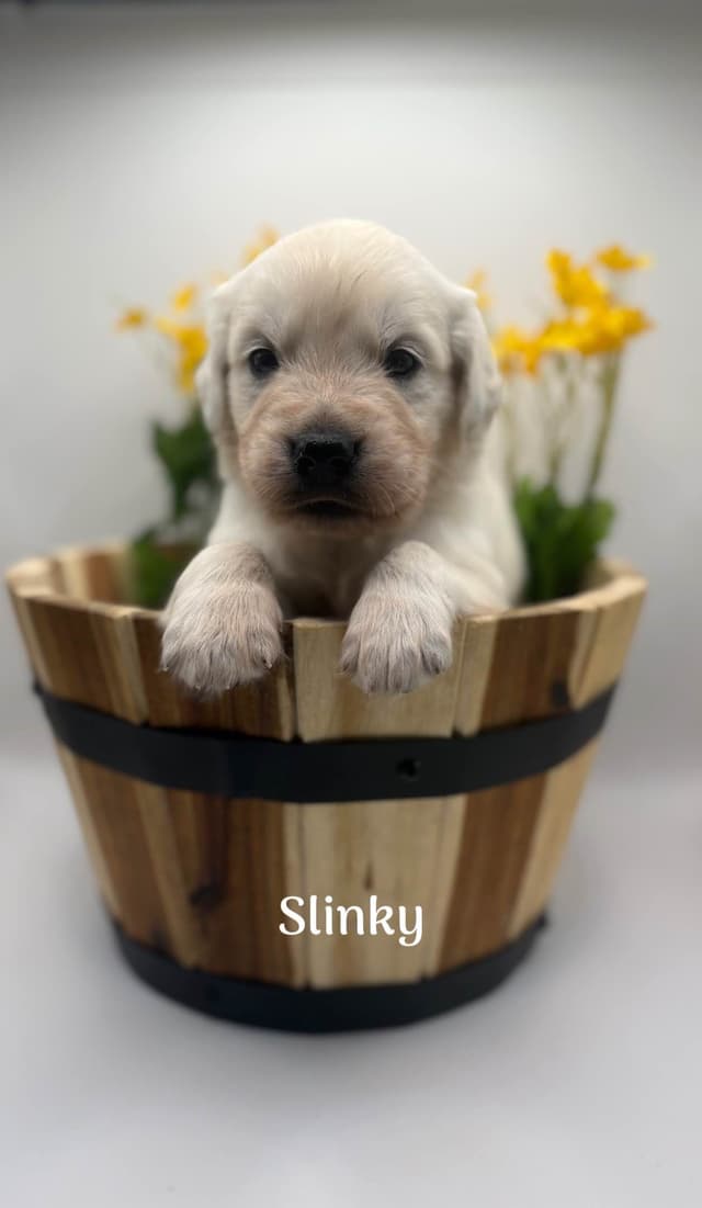 Golden Retriever Puppies - Service Dog Lines media 2