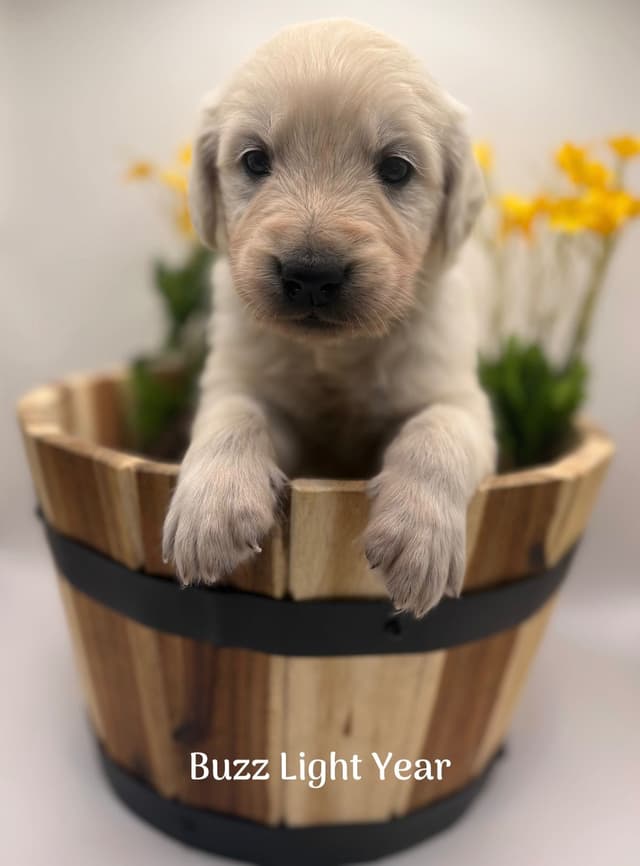Golden Retriever Puppies - Service Dog Lines media 5