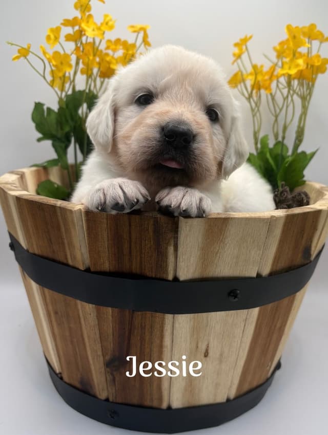 Golden Retriever Puppies - Service Dog Lines media 3