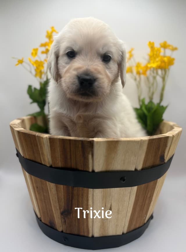 Golden Retriever Puppies - Service Dog Lines media 4