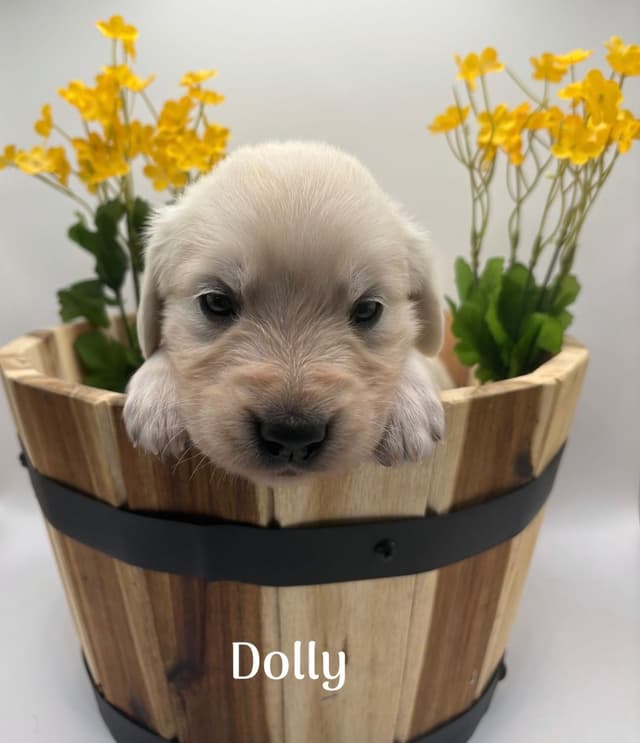 Golden Retriever Puppies - Service Dog Lines media 7
