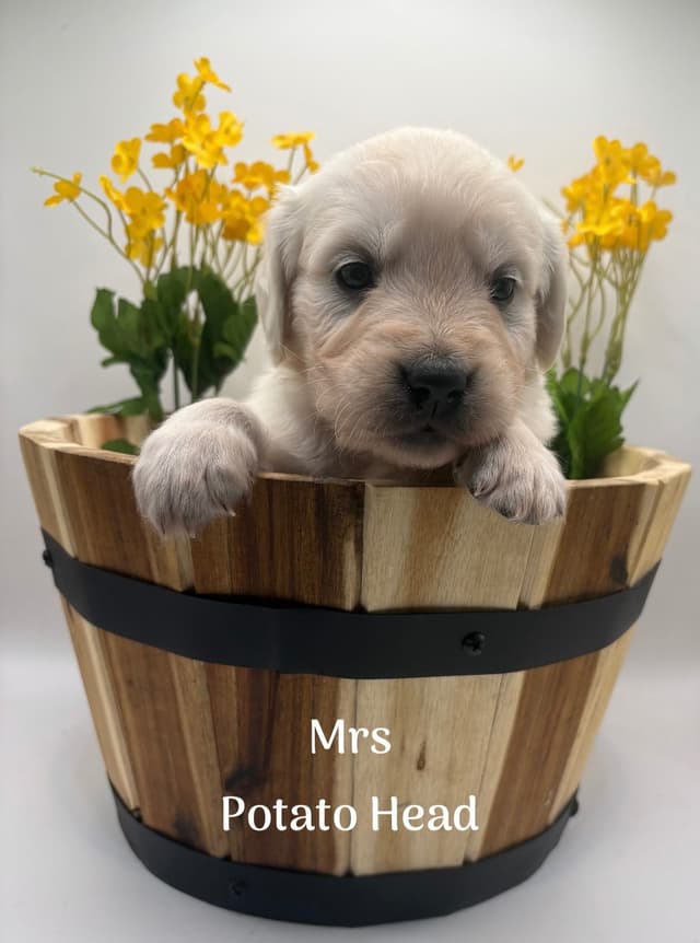Golden Retriever Puppies - Service Dog Lines media 6