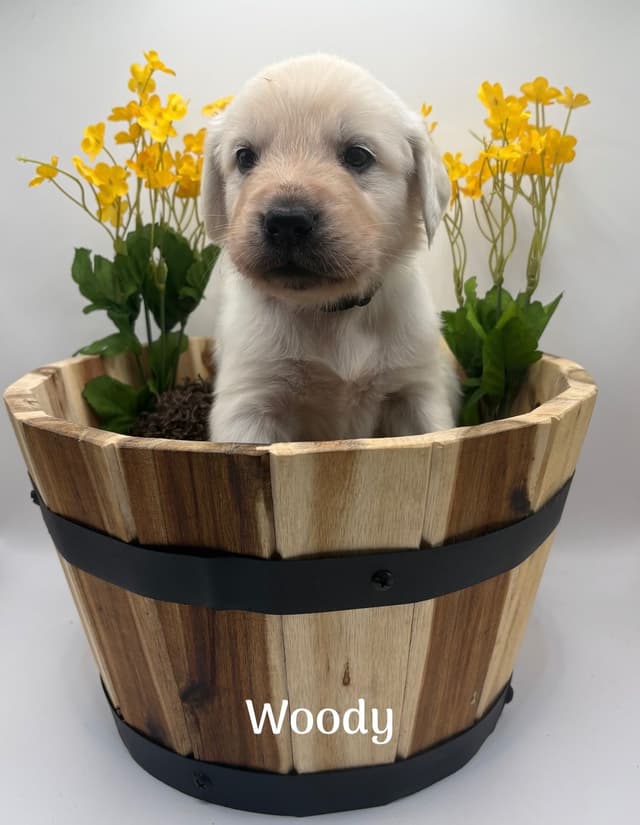 Golden Retriever Puppies - Service Dog Lines media 8