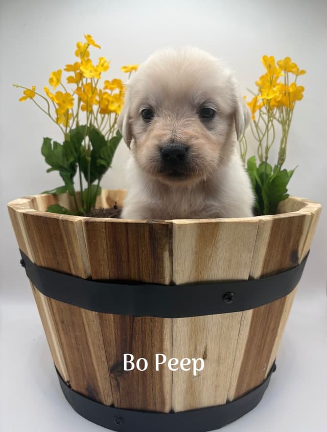 Golden Retriever Puppies - Service Dog Lines media 9