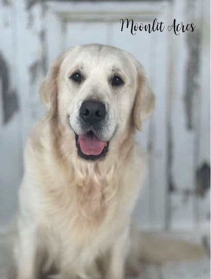 Golden Retriever Puppies - Service Dog Lines media 11