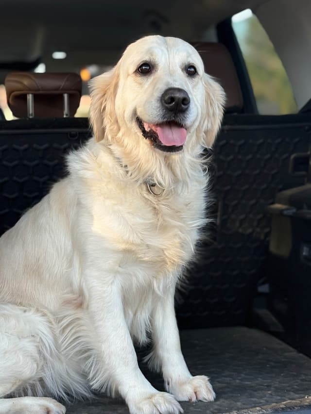 Golden Retriever Puppies - Service Dog Lines media 12