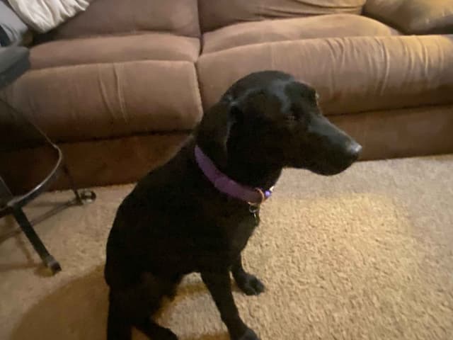 Labrador Retriever Puppies media 2
