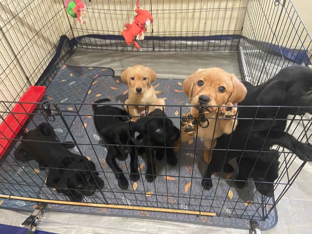 Labrador Retriever Puppies media 3