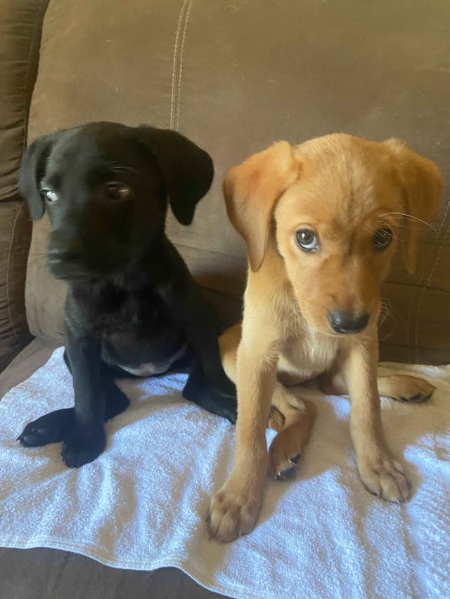 Labrador Retriever Puppies media 4