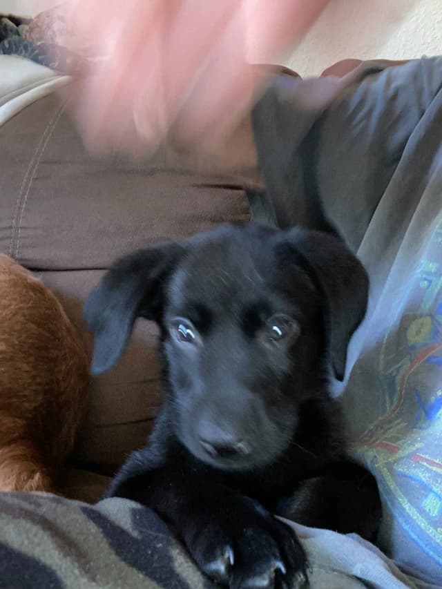 Labrador Retriever Puppies media 6