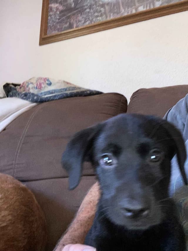 Labrador Retriever Puppies media 7
