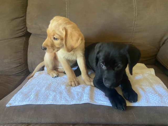 Labrador Retriever Puppies media 8