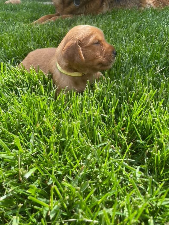 Golden Retriever Puppies media 2