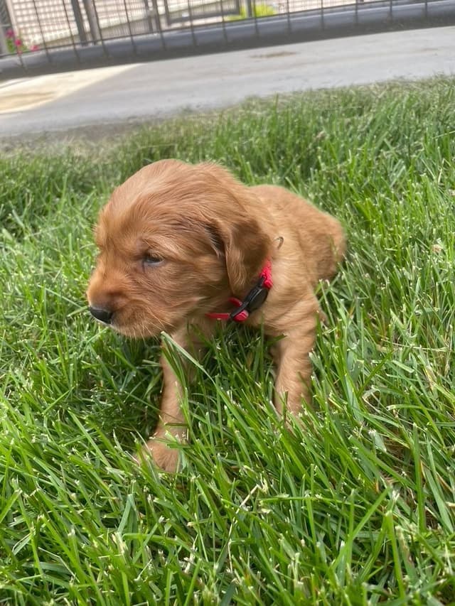 Golden Retriever Puppies media 3