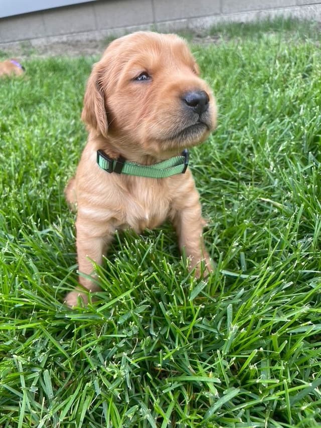 Golden Retriever Puppies media 4