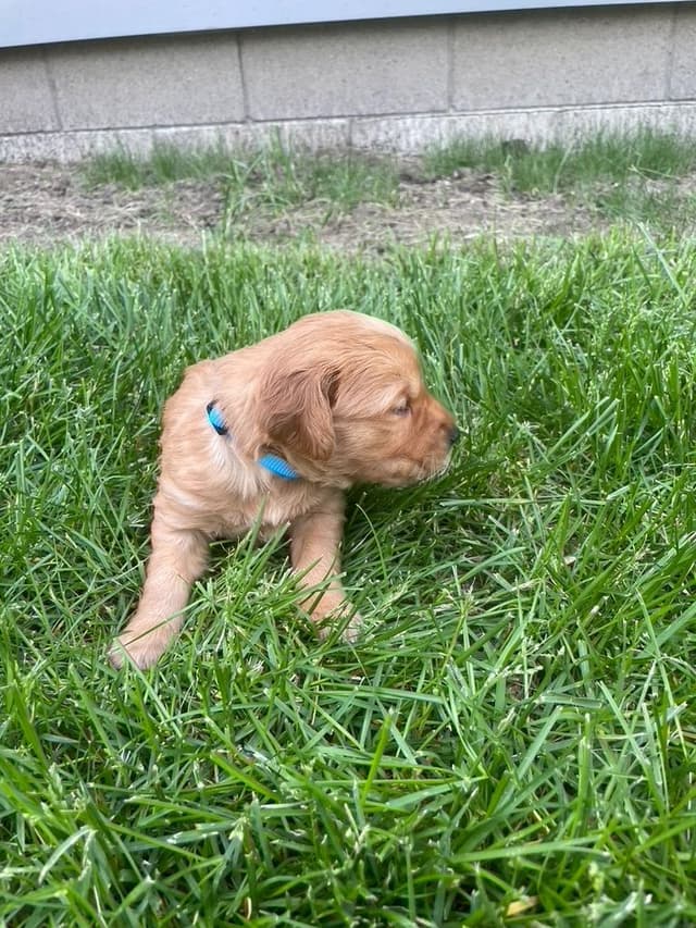 Golden Retriever Puppies media 5