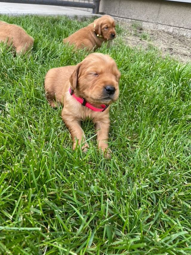 Golden Retriever Puppies media 7