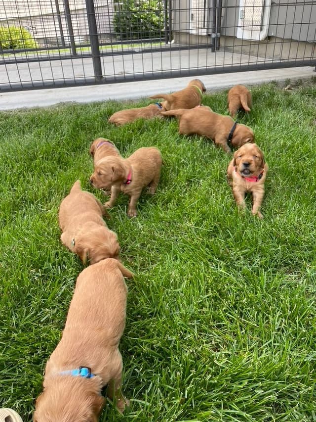 Golden Retriever Puppies media 8
