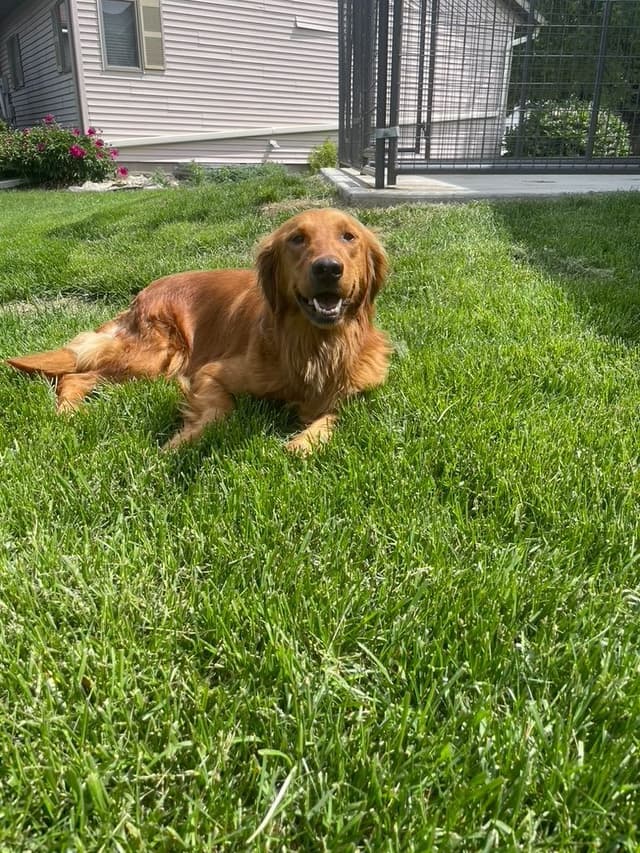Golden Retriever Puppies media 9