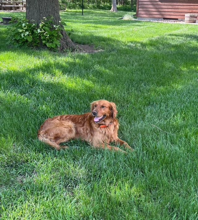 Golden Retriever Puppies media 10