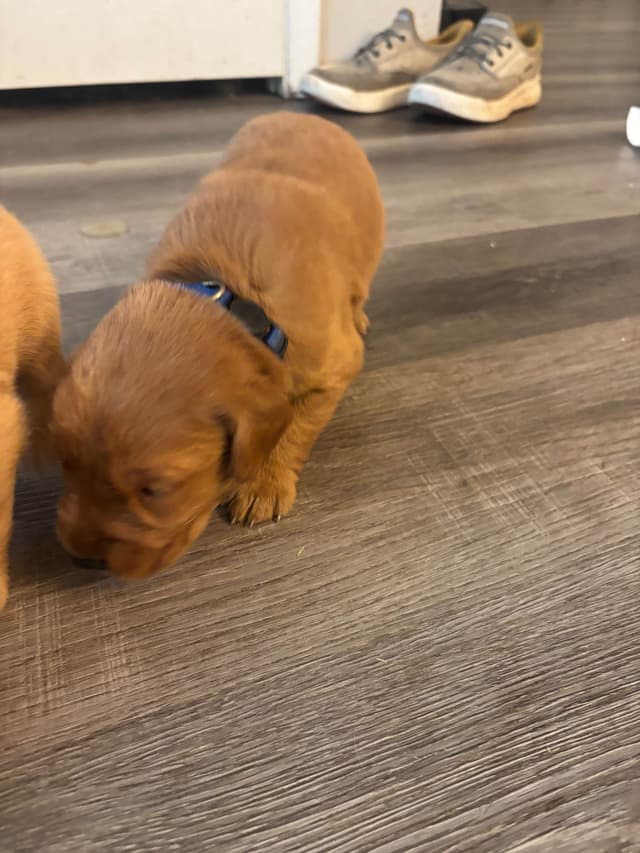 Golden Retriever Puppies media 2