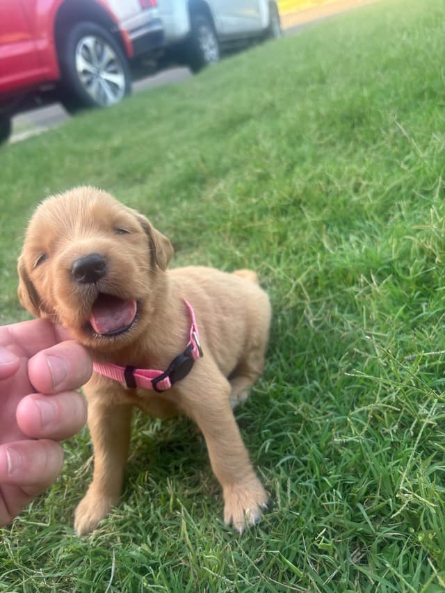 Golden Retriever Puppies media 3