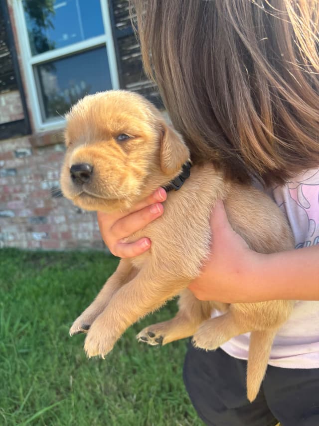 Golden Retriever Puppies media 4