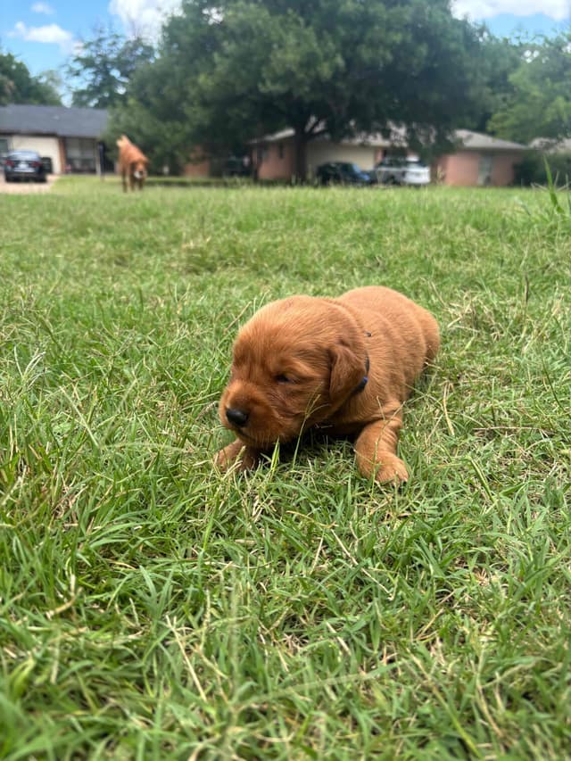 Golden Retriever Puppies media 5
