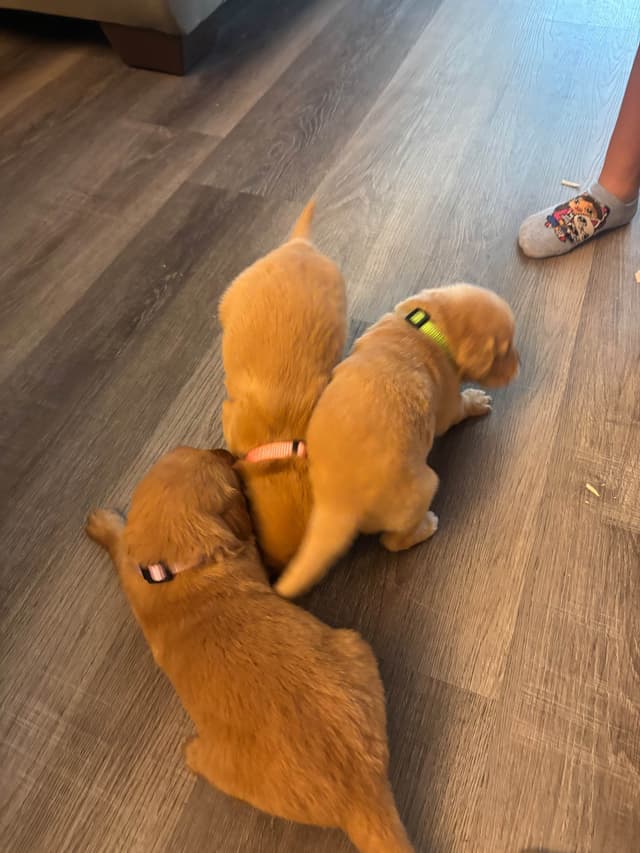 Golden Retriever Puppies media 6