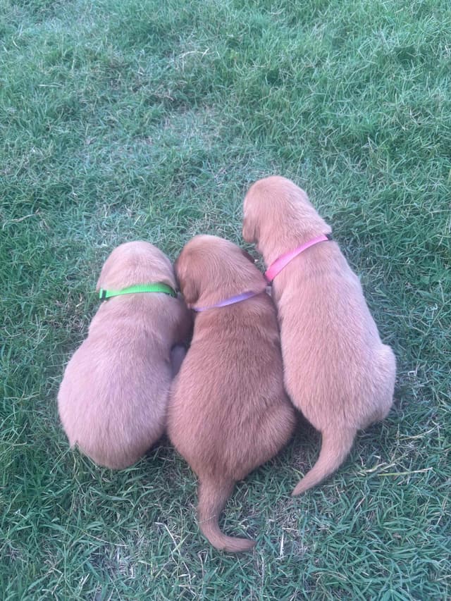 Golden Retriever Puppies media 8