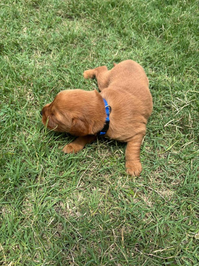 Golden Retriever Puppies media 9