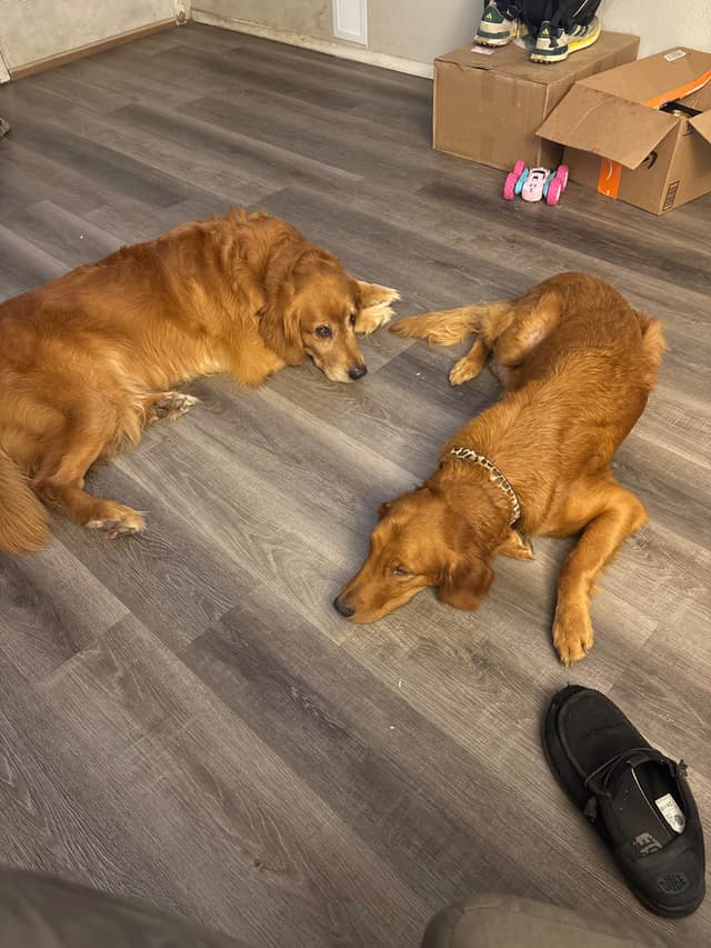 Golden Retriever Puppies media 10