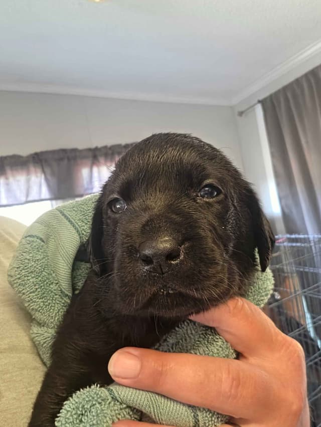 Labrador Retriever Puppies media 3