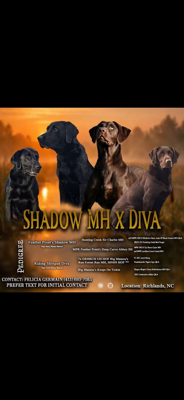 Labrador Retriever Puppies media 4