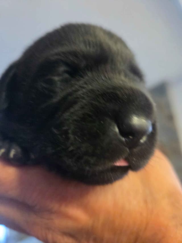 Labrador Retriever Puppies media 5