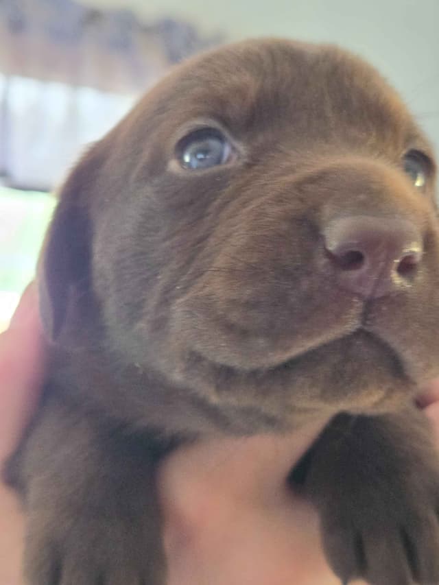 Labrador Retriever Puppies media 9