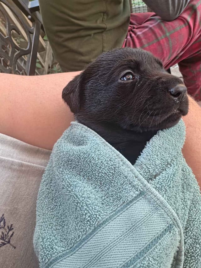 Labrador Retriever Puppies media 10