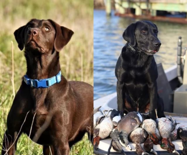 Labrador Retriever Puppies media 11