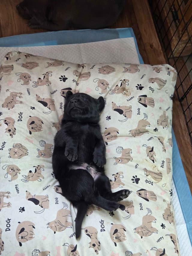 Labrador Retriever Puppies media 12