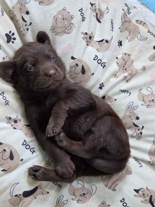 Labrador Retriever Puppies media 13