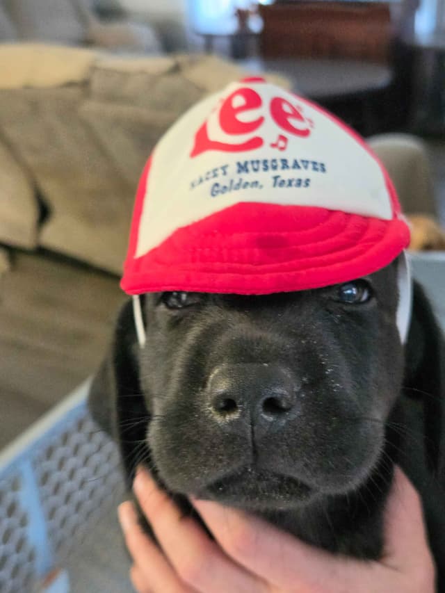 Labrador Retriever Puppies media 18