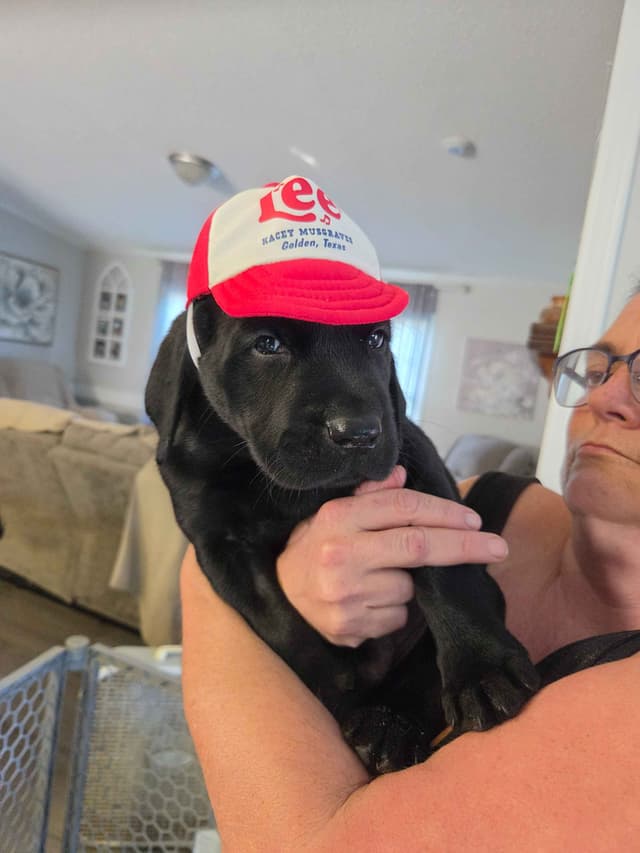 Labrador Retriever Puppies media 21