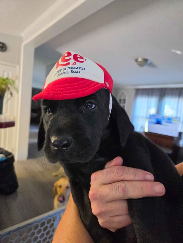 Labrador Retriever Puppies media 20