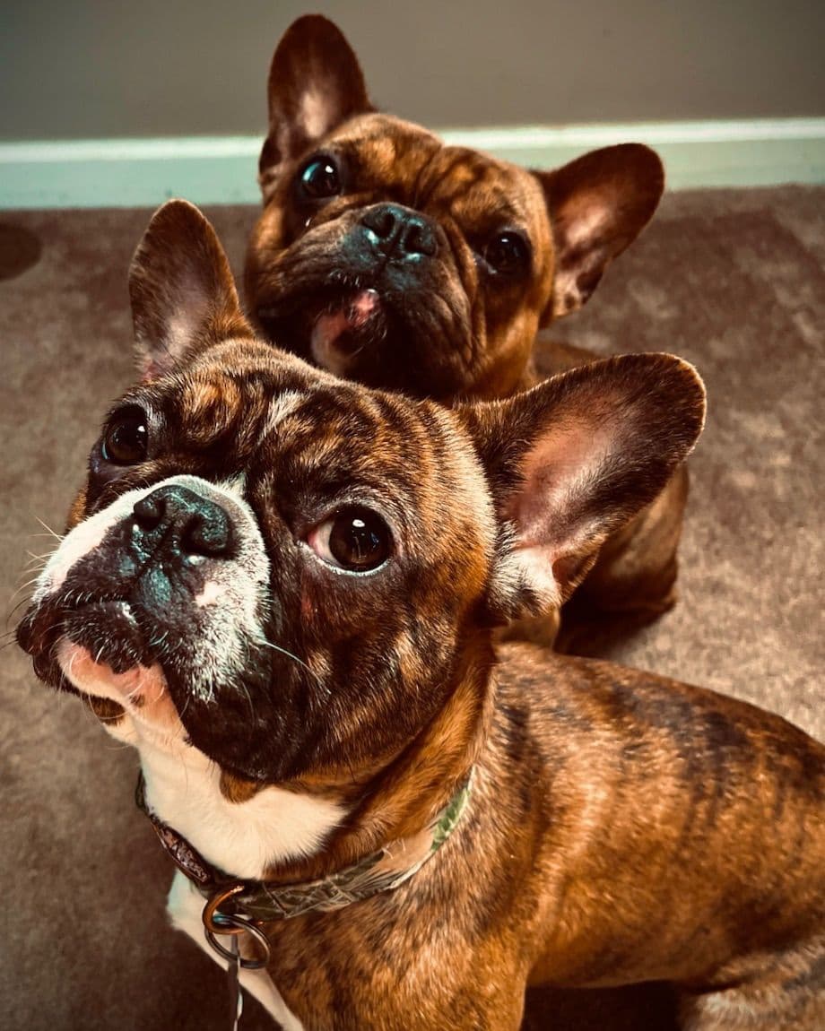 Genetic/Allergy Tested French Bulldog Puppies breeder image 1