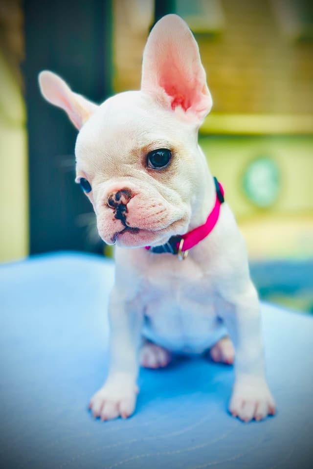 Genetic/Allergy Tested French Bulldog Puppies media 2