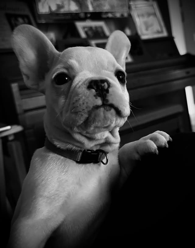 Genetic/Allergy Tested French Bulldog Puppies media 3