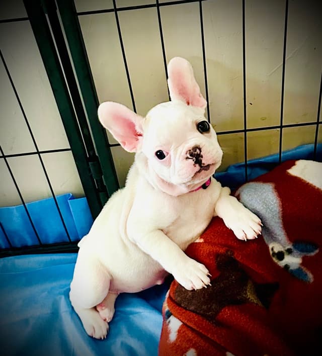 Genetic/Allergy Tested French Bulldog Puppies media 4