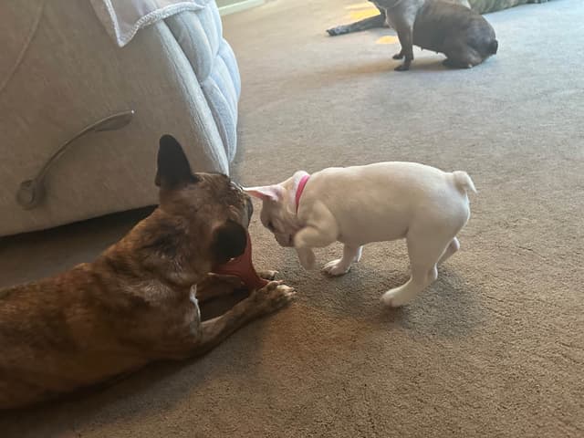 Genetic/Allergy Tested French Bulldog Puppies media 5