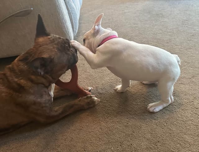 Genetic/Allergy Tested French Bulldog Puppies media 6