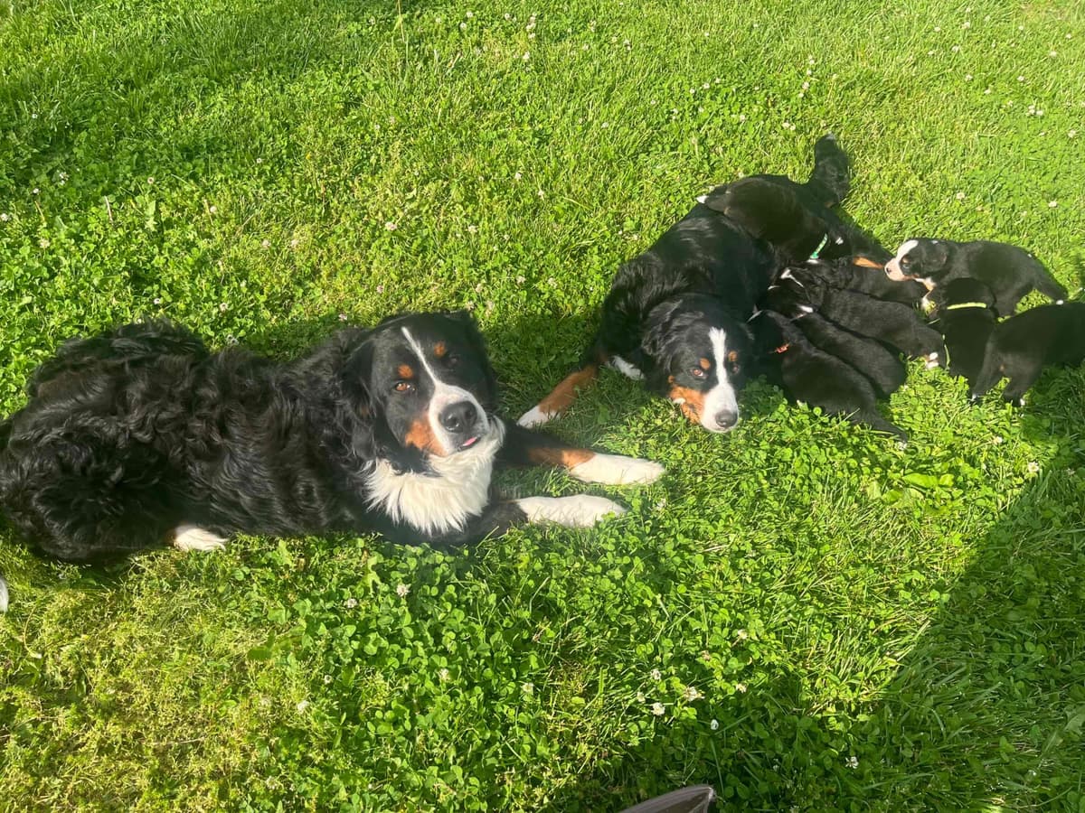 Bernese Mountain Dog Puppies breeder image 1